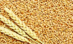 ইউক্রেনের গম আসছে আজ, রবিবার রাশিয়ার