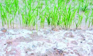 চাষের জমির অর্ধেকই লবণাক্ততার শিকার