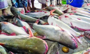 খাদ্যসংকটে উজানে আসছে পাঙ্গাশ মাছ