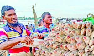 বছরে ৩৬ হাজার কোটি টাকার ইলিশ উৎপন্ন হচ্ছে