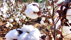 ভারত থেকেই সবচেয়ে বেশি তুলা আমদানি বাংলাদেশের