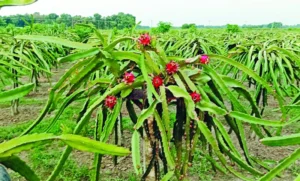 ড্রাগন ফলের উৎপাদন কোটি কেজি ছাড়িয়েছে