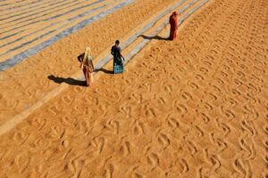 লক্ষ্যমাত্রার অর্ধেকও হয়নি বোরো ধান-চাল সংগ্রহ
