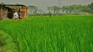 বছরে বাড়তি খরচ সাড়ে ৫ হাজার কোটি টাকা