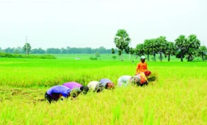 জাতীয় পুরস্কারে ধান চাষিরা উপেক্ষিত
