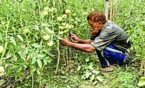 সবজির সারথি হচ্ছে গ্রীষ্মের টমেটো