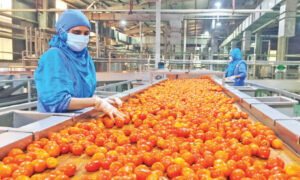 প্রক্রিয়াজাত শিল্পে বড় হচ্ছে রাজশাহীর টমেটোর বাজার