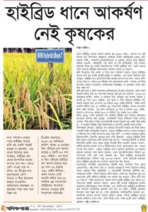 হাইব্রিড ধানে আকর্ষণ নেই কৃষকের