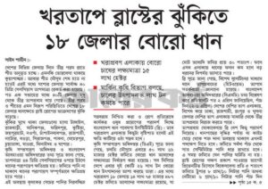 খরতাপে ব্লাস্টের ঝুঁকিতে ১৮ জেলার বোরো ধান