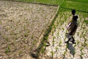 খরাপ্রবণ অঞ্চলে আশা দেখাচ্ছে ব্রিধান৮৭