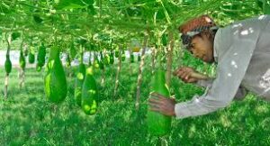 ওজন কারচুপিতে কৃষকের ক্ষতি ৩৫ হাজার কোটি টাকা